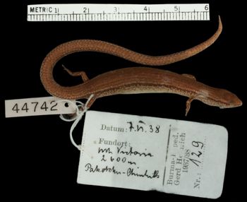 Media type: image;   Herpetology R-7966